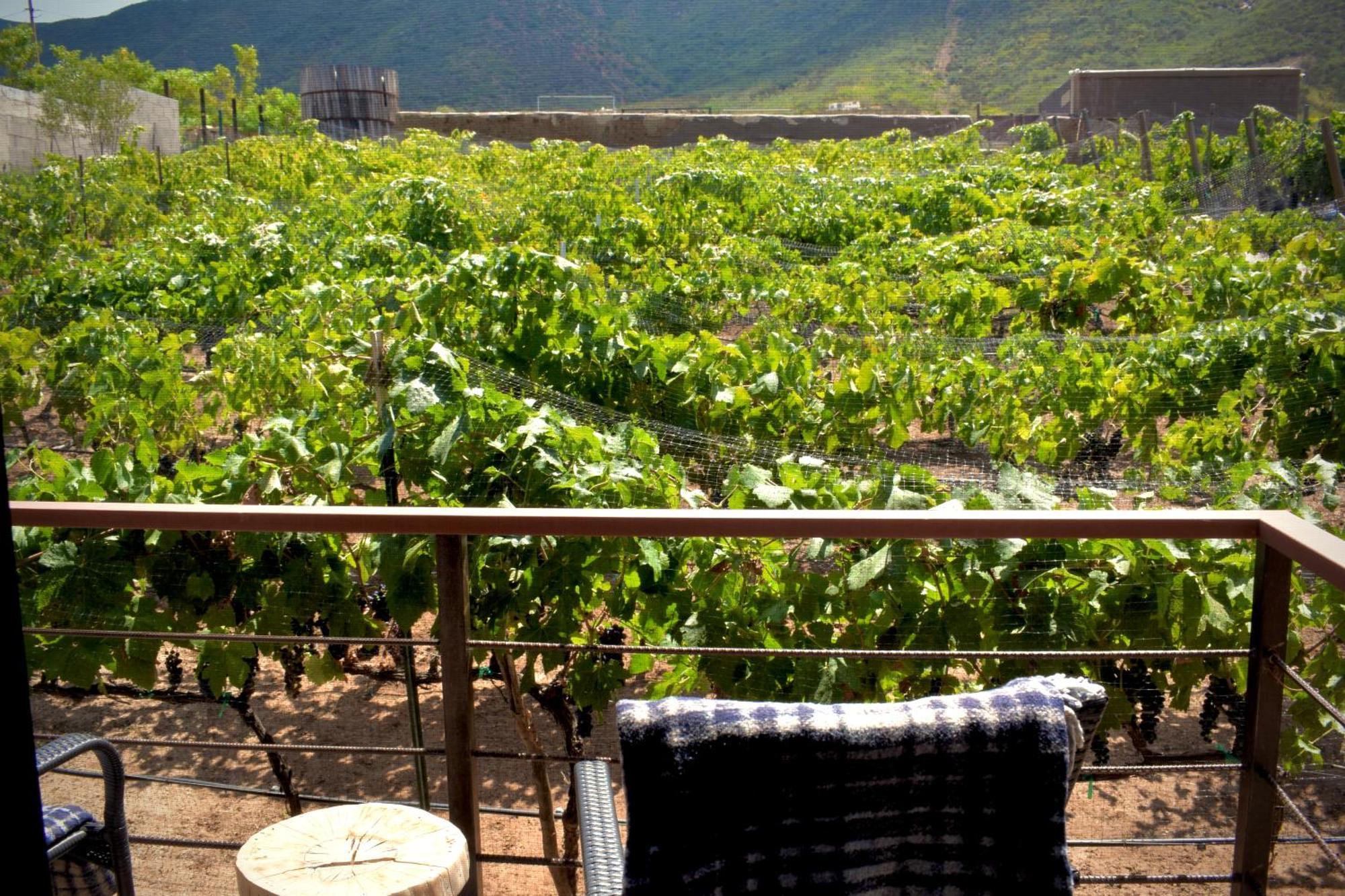 Uvauva Eco-Retreat Panzió Valle de Guadalupe Kültér fotó