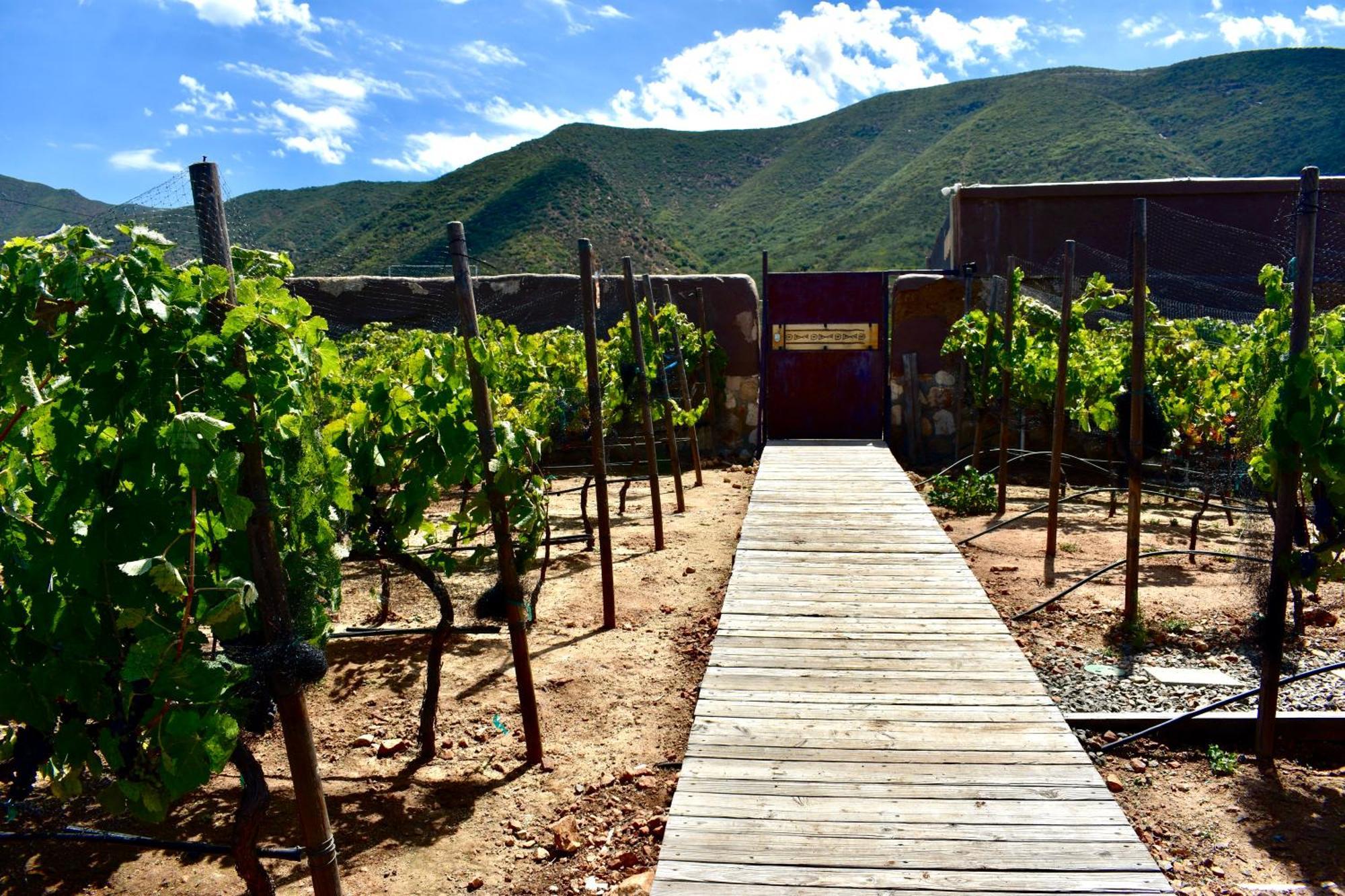 Uvauva Eco-Retreat Panzió Valle de Guadalupe Kültér fotó